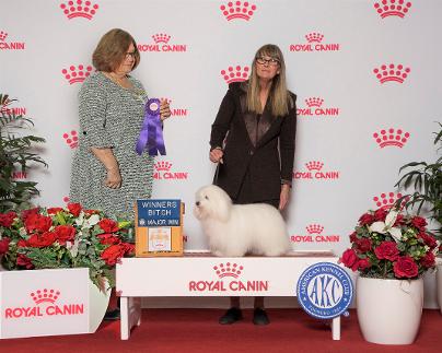 AKC Dog Show - Canine Elegance in 2025