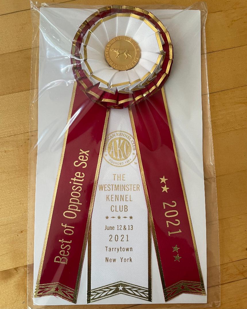 Kennel club gold award on sale