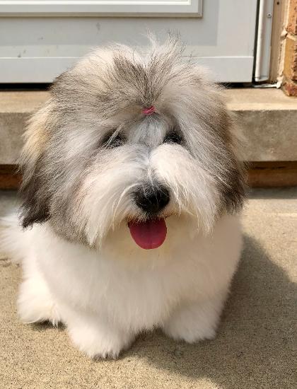 Tri color coton de deals tulear