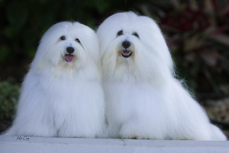 Coton De Tulear Poodle Cross Breeds For Sale Poo Ton Coton Poo
